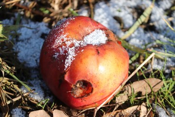 verfaulter Apfel mit Wurmloch im Winter