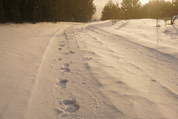 A Man Walked, He Left Footprints In The Snow Road