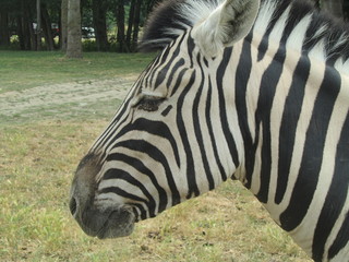 zebra head shot