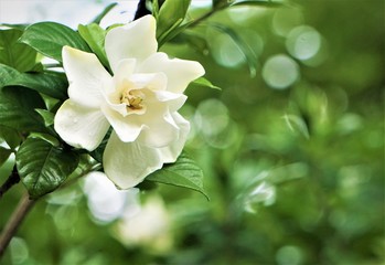 Obraz na płótnie Canvas Pretty gardenia flower (Gardenia jasminoides) blooming in the green garden background , Spring in GA USA.