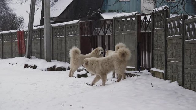Great Pyrenees dog plays with another dog. Beautiful winter. Runs a lot. There is a different video. Вogs play, dogs run, look, strats. Pedigree dog. Big and beautiful.