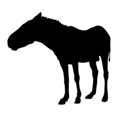 Animal silhouette of black mustang horse illustration