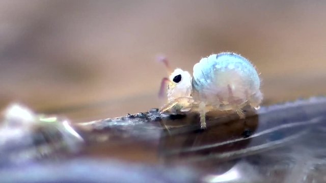 Wasserkugelspringer (Sminthurides aquaticus)