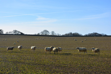 Fototapeta na wymiar flock of sheep on winter pasture