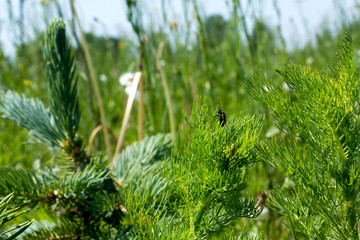 summer view of nature in the grass insects spruce