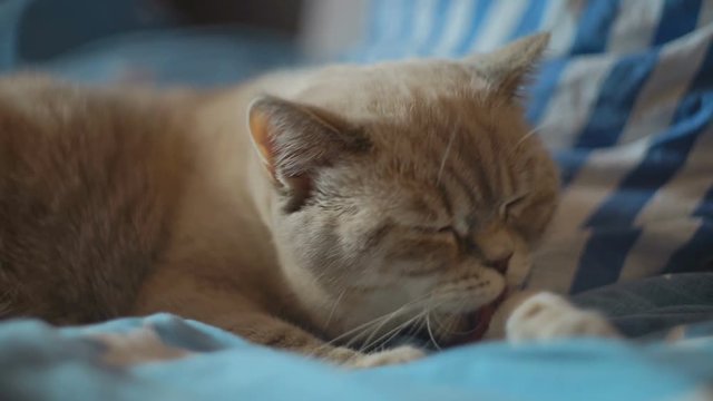 Cute domestic cat licking its paw in bed, cleaning its fur. Beautiful pet