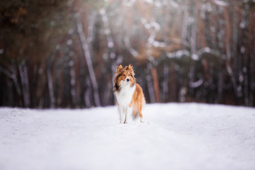Sheltie breed in the winter forest