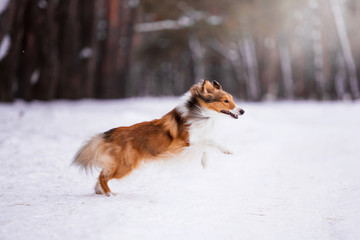 Sheltie breed in the winter forest