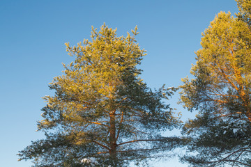 Fototapeta premium Branches of pine tree with snow on a blue sky background at winter