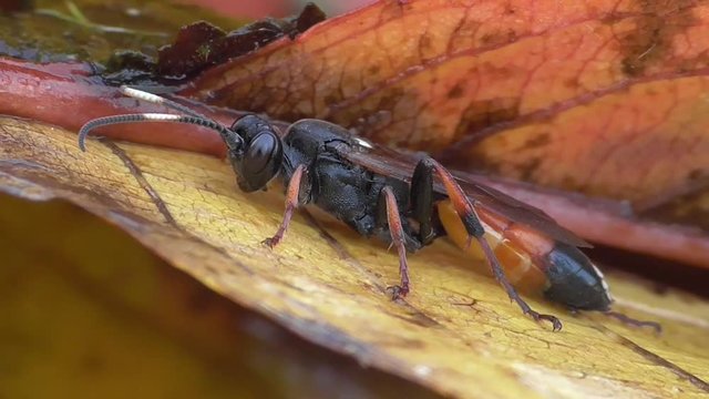 Schlupfwespe, Ichneumon stramentarius