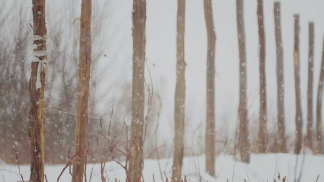 The pillars in the winter in the snowfall. Wooden supports for grapes in winter.