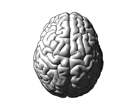 Black brain illustration isolated on white BG