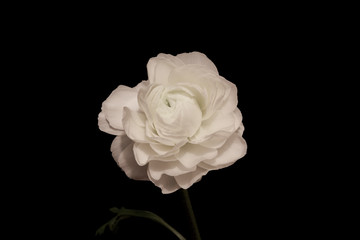 White Flower head, Ranuculus on black background