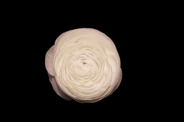 White Flower head, Ranuculus on black background