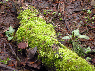 green moss on a tree