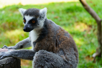 lemur