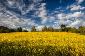 yellow sesame field