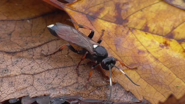 Schlupfwespe, Ichneumon stramentarius