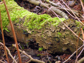 green moss on the tree