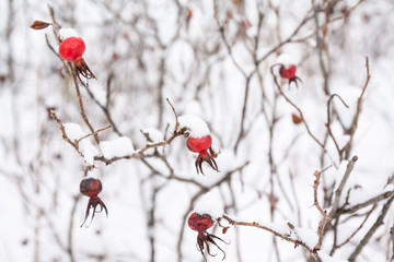Winter landscape and snow on a wild rose bush close-up.