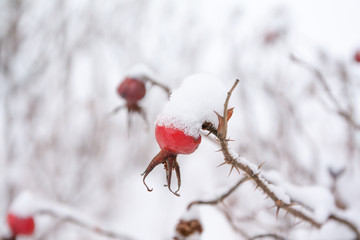 Winter landscape and snow on a wild rose bush close-up.