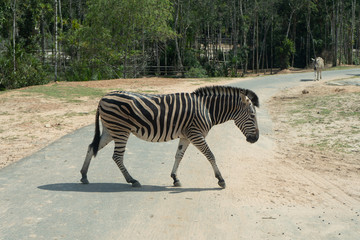 Fototapeta na wymiar zebra in Safari park