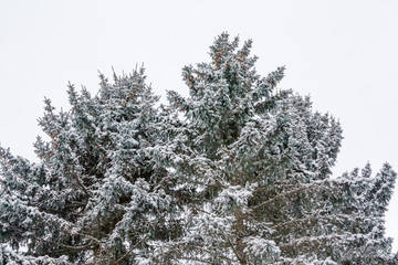 Branches of spruce tree with snow on a sky background at winter