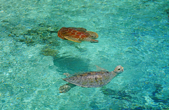 Underwater View Of A Tropical Sea Turtle In The Bora Bora Lagoon, French Polynesia