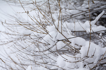 Branches of bush covered with snow and ice close-up at winter landscape