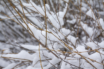 Branches of bush covered with snow and ice close-up at winter landscape