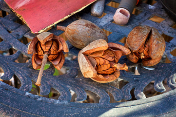 A collection of four fresh mahogany skyfruit pods on outdoor metal table with garden tools..
