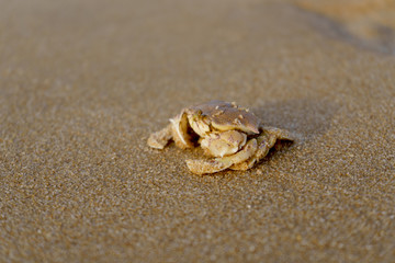 Fototapeta na wymiar crab on the Long beach, Phu Quoc, Vietnam
