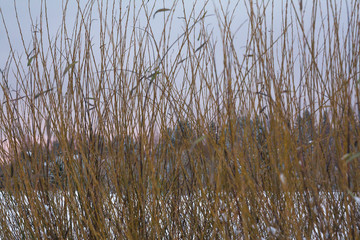 Texture of bush branches covered with snow and ice close-up at winter landscape