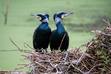 Great Black Cormorant (Phalacrocorax carbo)
