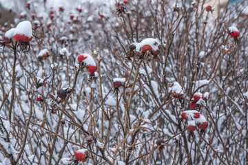 Winter landscape and snow on a wild rose bush close-up.