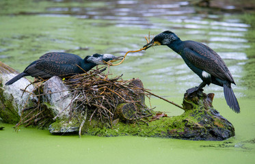 Great Black Cormorant (Phalacrocorax carbo)