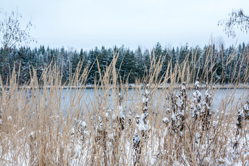 Close-up snow-covered grass on the shore of river Kymijoki in Finland. Winter landscape scene