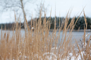 Close-up snow-covered grass on the shore of river Kymijoki in Finland. Winter landscape scene
