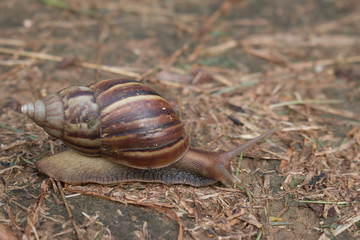 snail in the garden on the soil