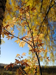 Fototapeta premium yellow tree in autumn