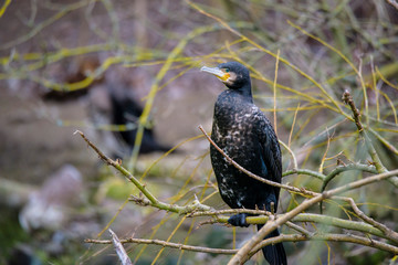Great Black Cormorant (Phalacrocorax carbo)