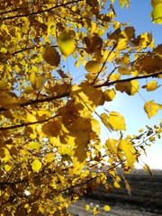 autumn leaves on tree