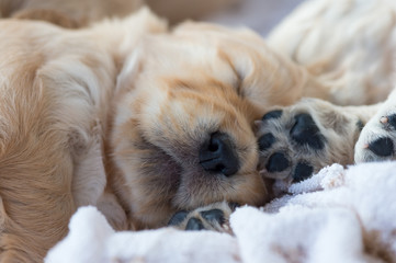Portrait of a newborn, sleeping puppy, lying on a cozy blanket. Close up.
