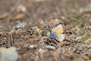 Anadolu Gelinciği / Tomares nogelii / Anatolian Vernal Copper 