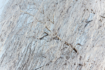 birch branches in the snow in winter