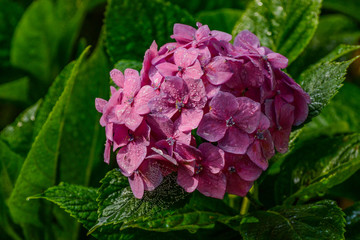 Hydrangeas are grown in gardens as ornamental plants because of their large beautiful inflorescences.