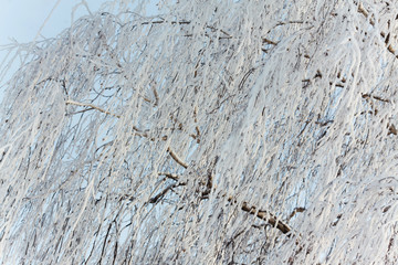 birch branches in the snow in winter