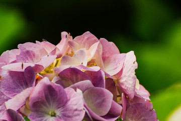Hydrangeas are grown in gardens as ornamental plants because of their large beautiful...