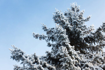 Christmas tree branches in the snow in winter