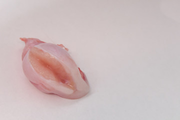 cat testicle isolated on white background